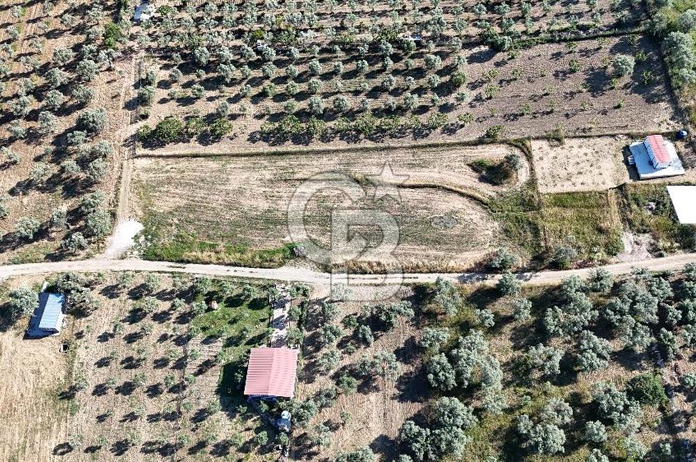 TORBALI ÇAPAKTA SATILIK ZEYTİNLİK
