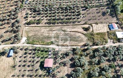 TORBALI ÇAPAKTA SATILIK ZEYTİNLİK