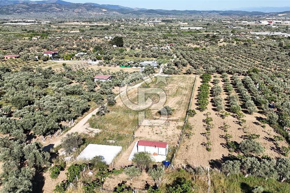 TORBALI ÇAPAKTA SATILIK ZEYTİNLİK