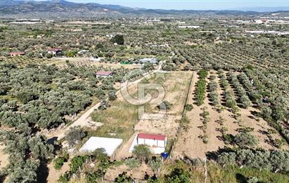 TORBALI ÇAPAKTA SATILIK ZEYTİNLİK