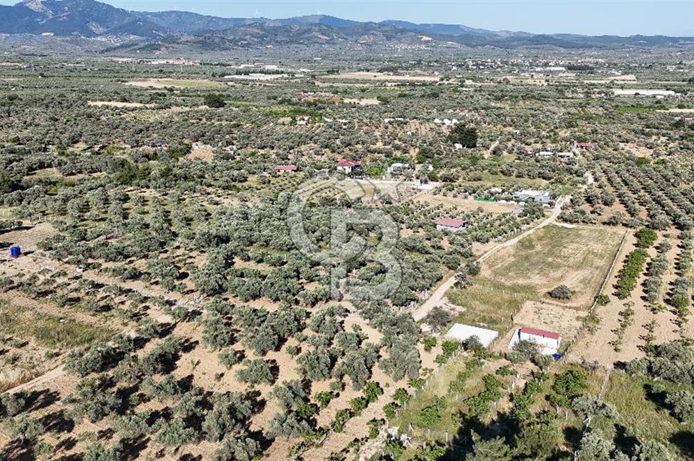 TORBALI ÇAPAKTA SATILIK ZEYTİNLİK