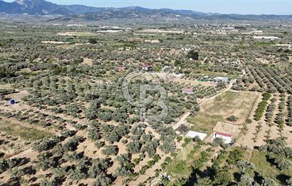 TORBALI ÇAPAKTA SATILIK ZEYTİNLİK