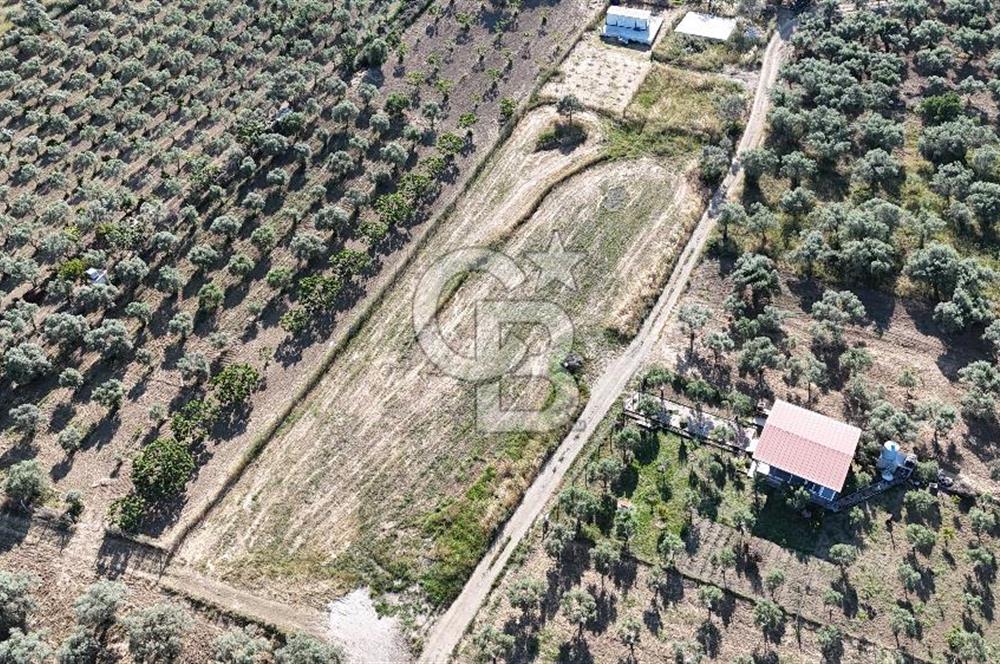 TORBALI ÇAPAKTA SATILIK ZEYTİNLİK