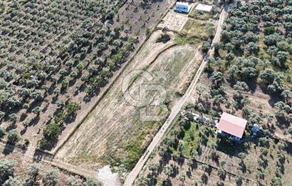 TORBALI ÇAPAKTA SATILIK ZEYTİNLİK