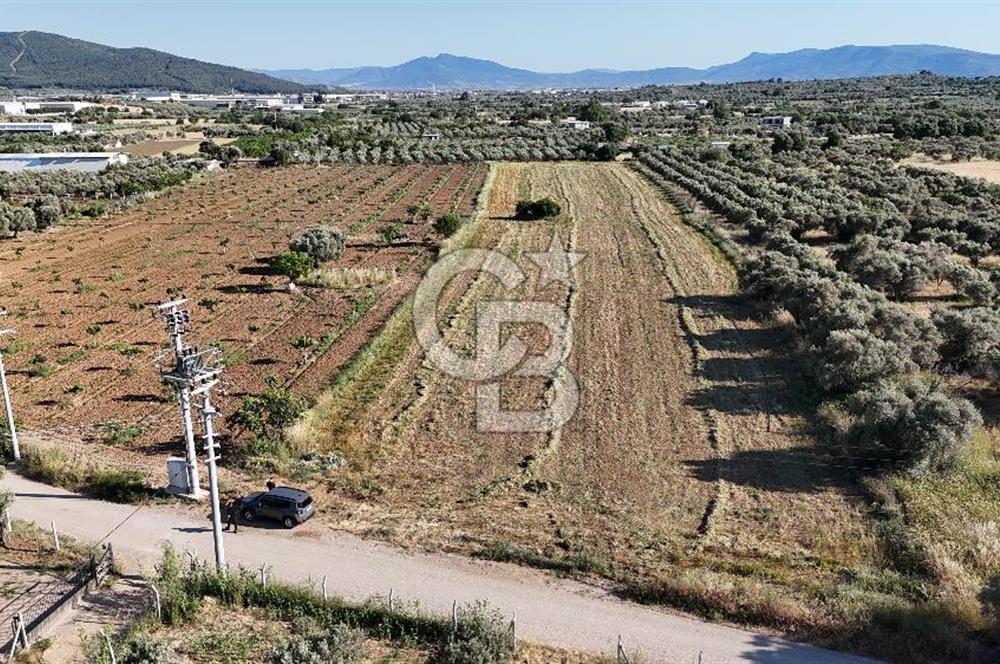 TORBALI ÇAPAK SATILIK TARLA 