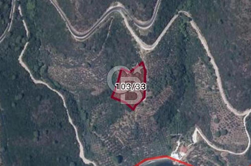 Balıkesir Marmara adası Asmalı satılık 7 dönüm tarla zeytinlik