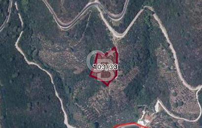 Balıkesir Marmara adası Asmalı satılık 7 dönüm tarla zeytinlik