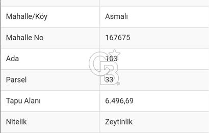 Balıkesir Marmara adası Asmalı satılık 7 dönüm tarla zeytinlik