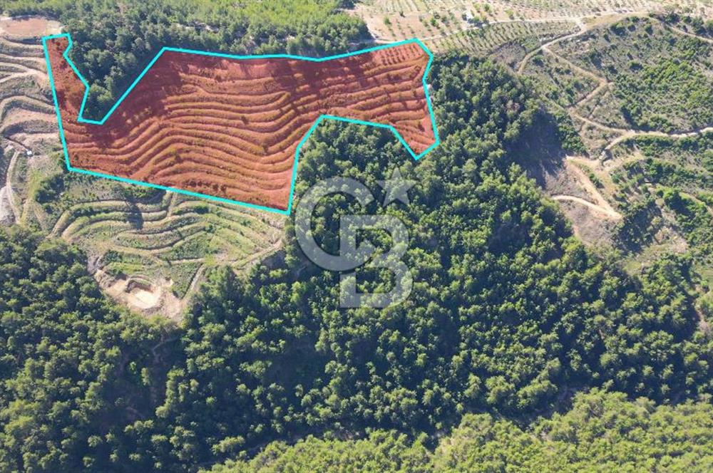 Muğla İli, Menteşe İlçesi, Akçaova Mahallesi, Alakavak Mevkii,  Satılık Tarla