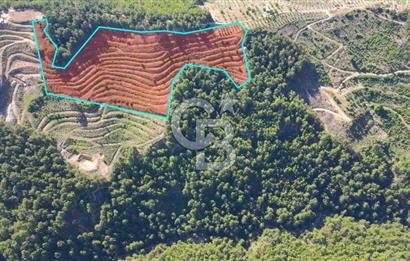 Muğla İli, Menteşe İlçesi, Akçaova Mahallesi, Alakavak Mevkii,  Satılık Tarla
