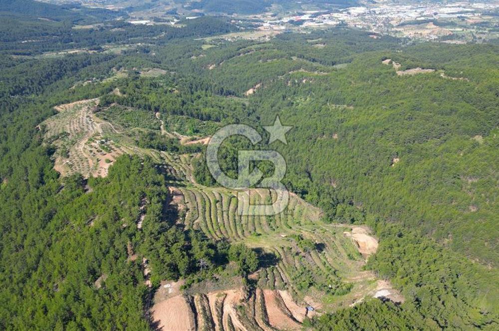 Muğla İli, Menteşe İlçesi, Akçaova Mahallesi, Alakavak Mevkii,  Satılık Tarla
