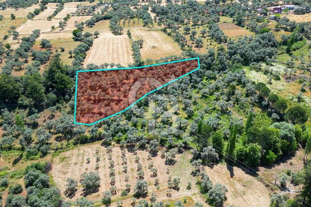 Muğla Yatağan Zeytinköy Kocaarmut Mevkiinde Satılık Verimli Zeytinlik