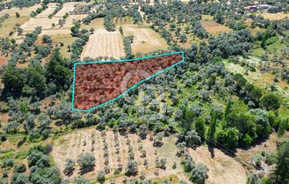 Muğla Yatağan Zeytinköy Kocaarmut Mevkiinde Satılık Verimli Zeytinlik