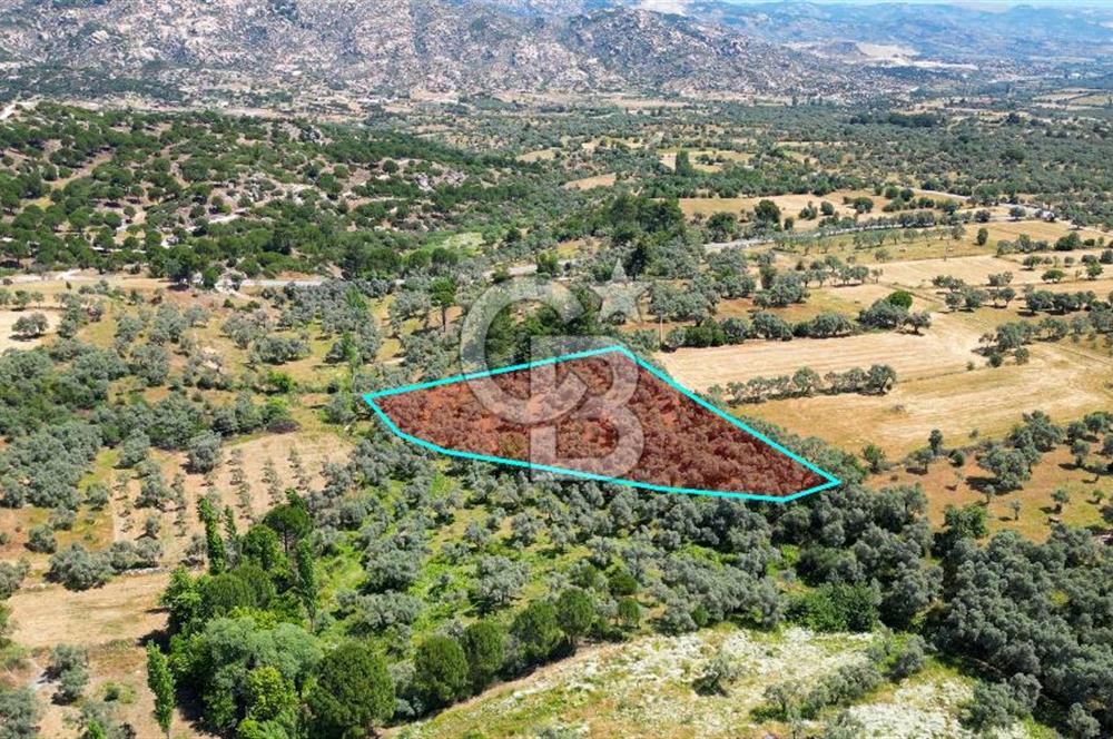 Muğla Yatağan Zeytinköy Kocaarmut Mevkiinde Satılık Verimli Zeytinlik