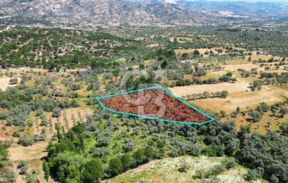 Muğla Yatağan Zeytinköy Kocaarmut Mevkiinde Satılık Verimli Zeytinlik