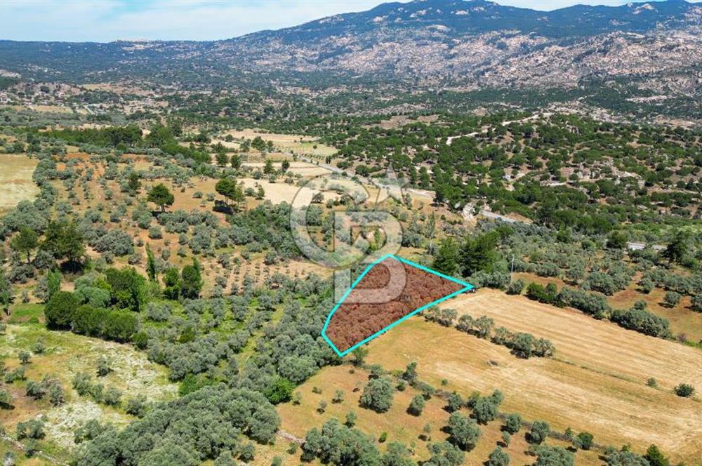 Muğla Yatağan Zeytinköy Kocaarmut Mevkiinde Satılık Verimli Zeytinlik