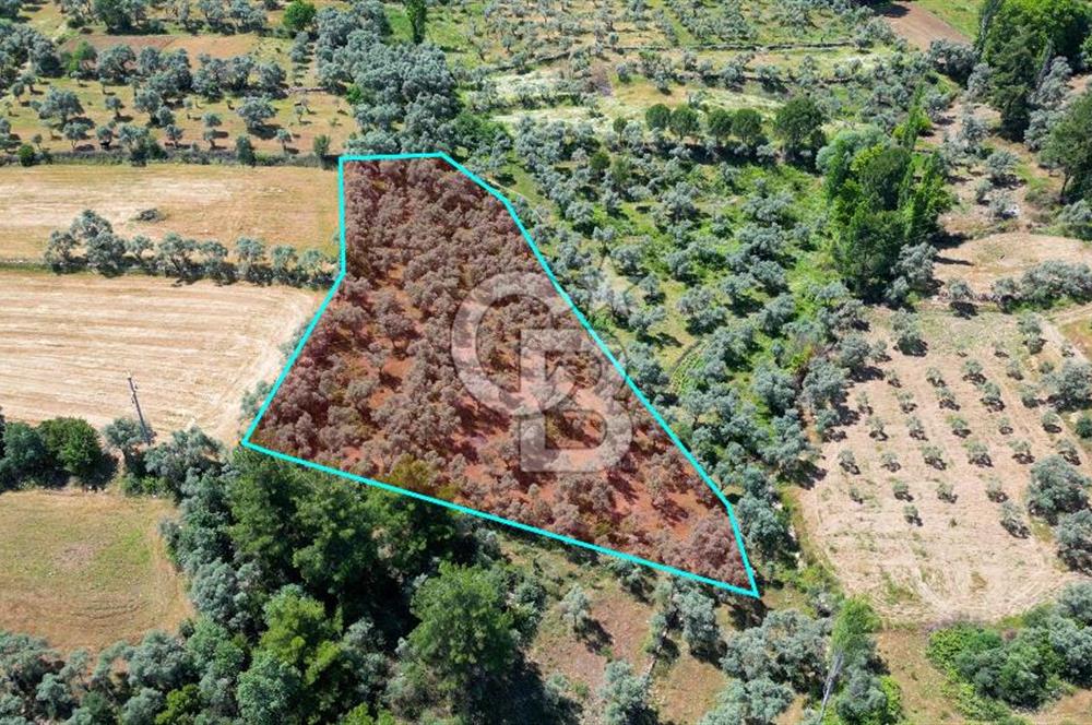 Muğla Yatağan Zeytinköy Kocaarmut Mevkiinde Satılık Verimli Zeytinlik