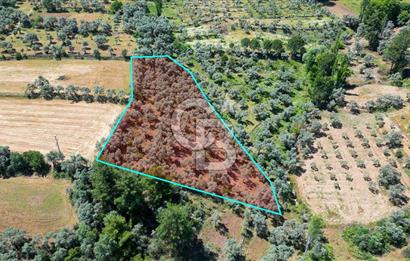 Muğla Yatağan Zeytinköy Kocaarmut Mevkiinde Satılık Verimli Zeytinlik