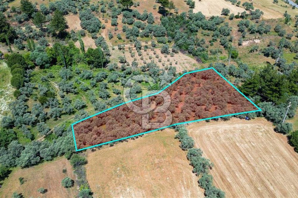Muğla Yatağan Zeytinköy Kocaarmut Mevkiinde Satılık Verimli Zeytinlik