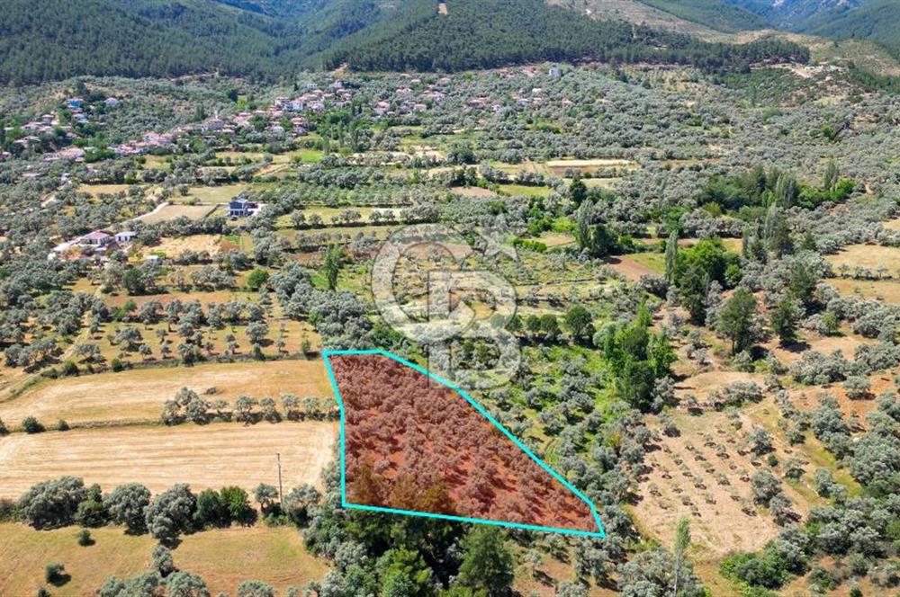 Muğla Yatağan Zeytinköy Kocaarmut Mevkiinde Satılık Verimli Zeytinlik