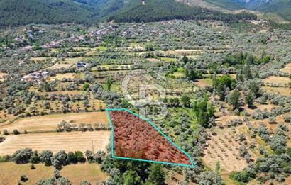 Muğla Yatağan Zeytinköy Kocaarmut Mevkiinde Satılık Verimli Zeytinlik