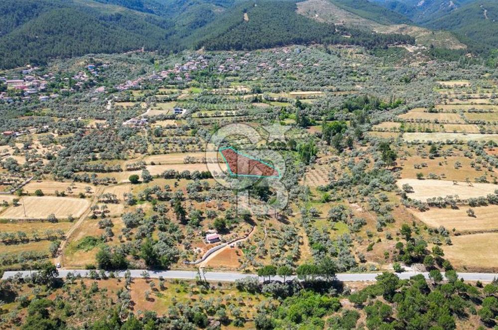 Muğla Yatağan Zeytinköy Kocaarmut Mevkiinde Satılık Verimli Zeytinlik
