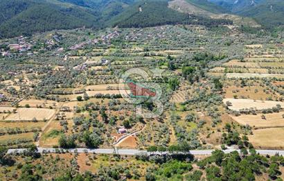 Muğla Yatağan Zeytinköy Kocaarmut Mevkiinde Satılık Verimli Zeytinlik