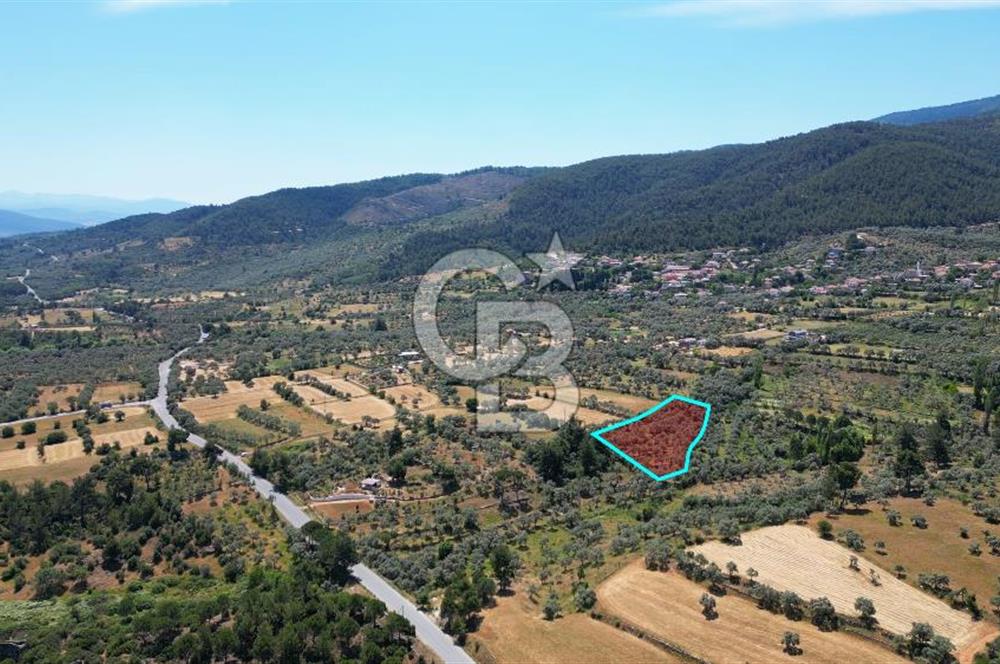 Muğla Yatağan Zeytinköy Kocaarmut Mevkiinde Satılık Verimli Zeytinlik