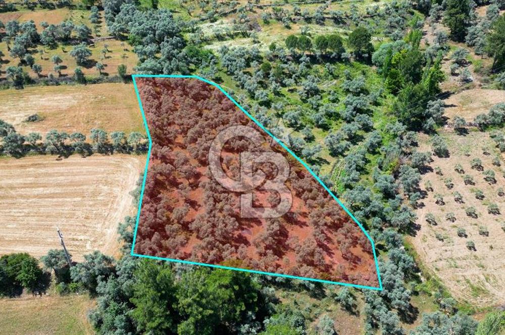 Muğla Yatağan Zeytinköy Kocaarmut Mevkiinde Satılık Verimli Zeytinlik