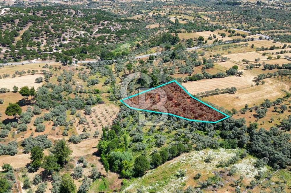 Muğla Yatağan Zeytinköy Kocaarmut Mevkiinde Satılık Verimli Zeytinlik