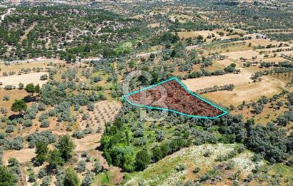 Muğla Yatağan Zeytinköy Kocaarmut Mevkiinde Satılık Verimli Zeytinlik