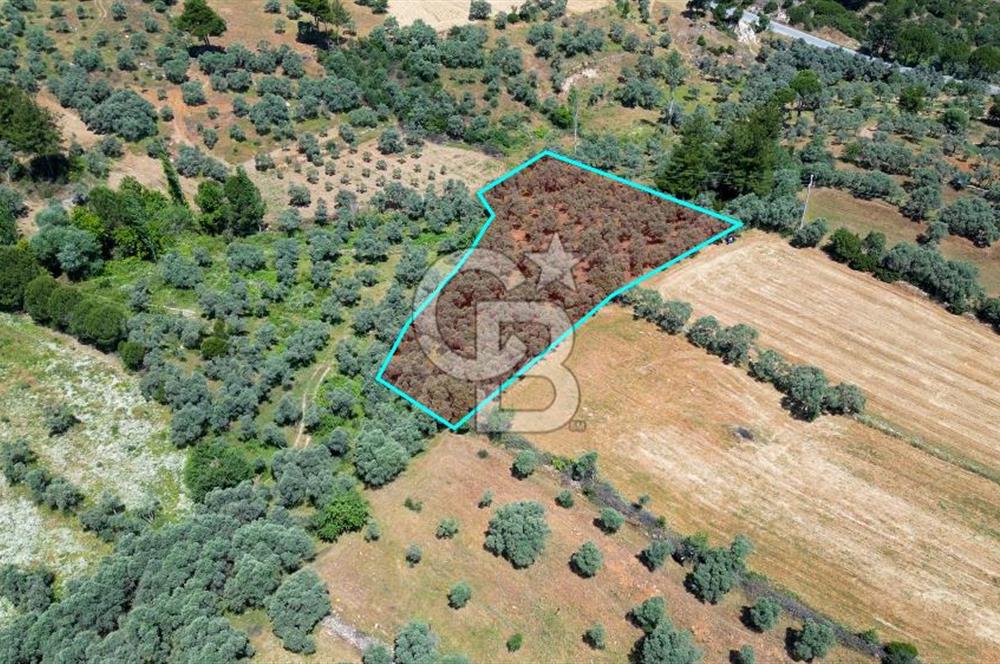 Muğla Yatağan Zeytinköy Kocaarmut Mevkiinde Satılık Verimli Zeytinlik