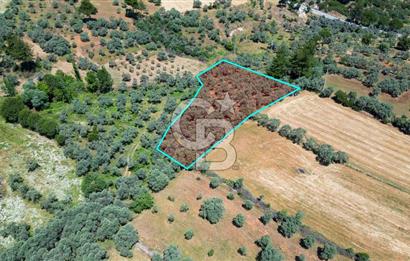 Muğla Yatağan Zeytinköy Kocaarmut Mevkiinde Satılık Verimli Zeytinlik