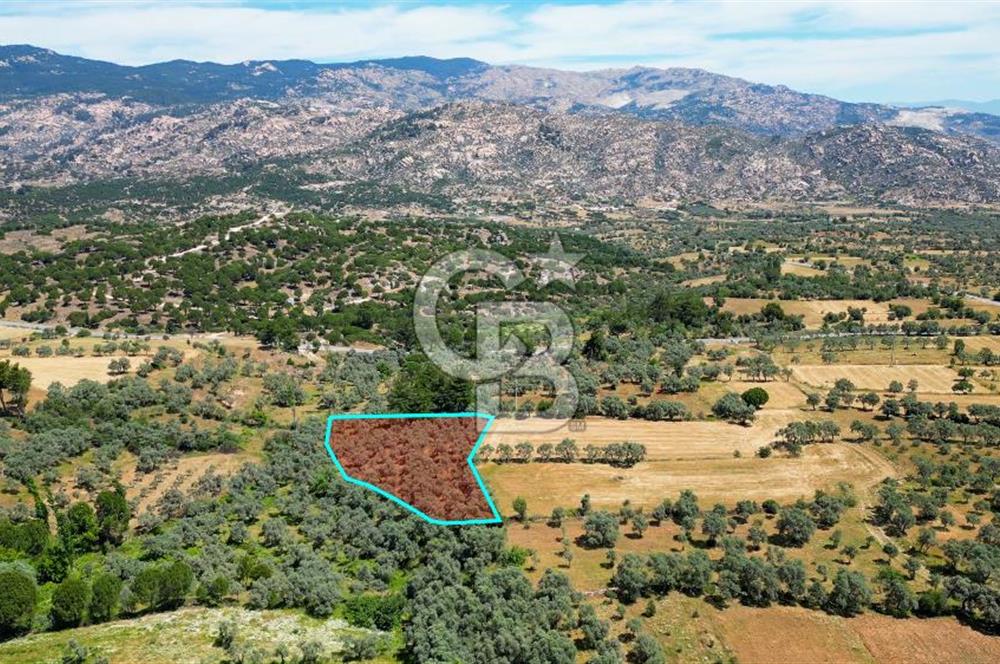 Muğla Yatağan Zeytinköy Kocaarmut Mevkiinde Satılık Verimli Zeytinlik