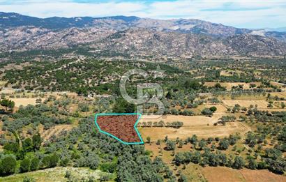 Muğla Yatağan Zeytinköy Kocaarmut Mevkiinde Satılık Verimli Zeytinlik