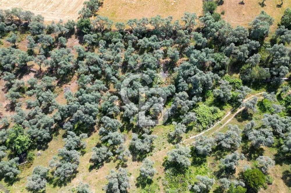 Muğla Yatağan Zeytinköy Kocaarmut Mevkiinde Satılık Verimli Zeytinlik