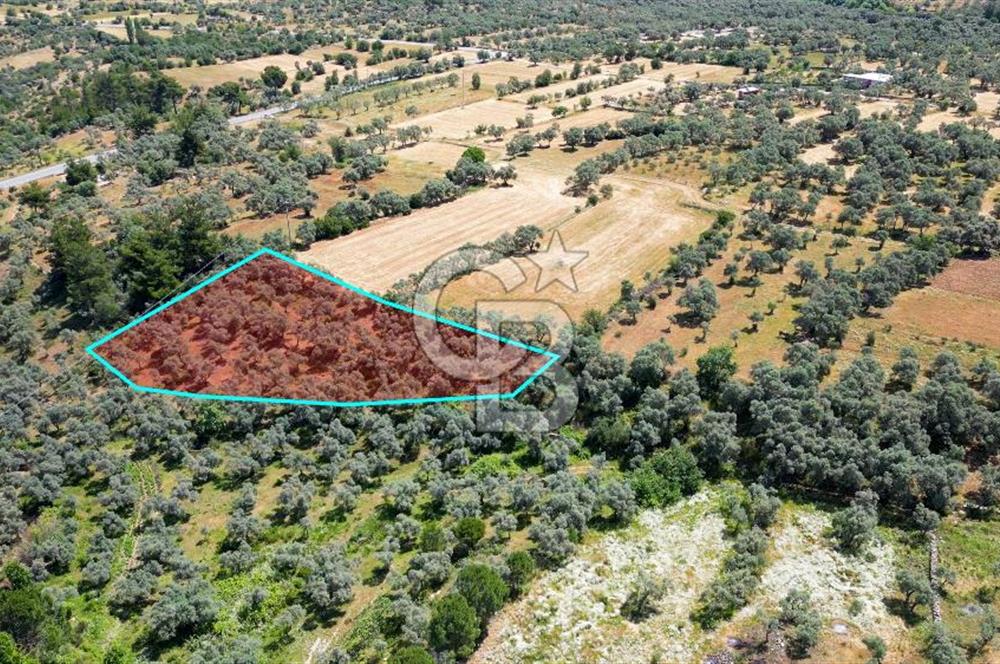 Muğla Yatağan Zeytinköy Kocaarmut Mevkiinde Satılık Verimli Zeytinlik
