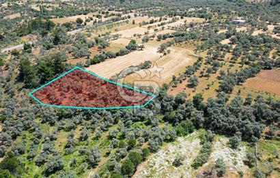 Muğla Yatağan Zeytinköy Kocaarmut Mevkiinde Satılık Verimli Zeytinlik
