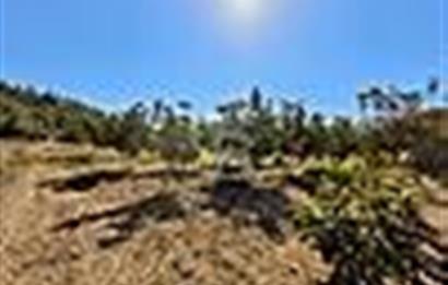 Honaz Sapaca'da Yatırımlık Satılık Ceviz Bahçesi
