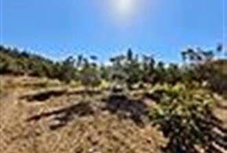 Honaz Sapaca'da Yatırımlık Satılık Ceviz Bahçesi