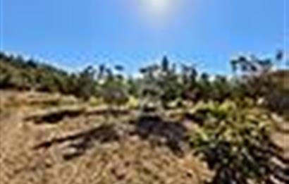 Honaz Sapaca'da Yatırımlık Satılık Ceviz Bahçesi