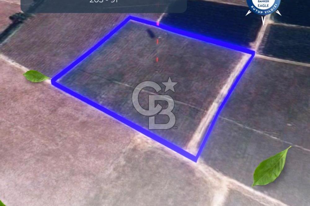BALIKESİR / ALTIEYLÜL / HALALCA MH.'DE 4.886 M² FIRSAT TARLA
