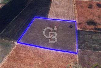 BALIKESİR / ALTIEYLÜL / HALALCA MH.'DE 8.729 M² FIRSAT TARLA