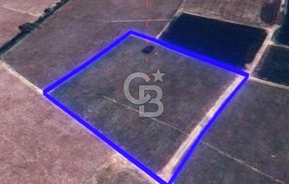 BALIKESİR / ALTIEYLÜL / HALALCA MH.'DE 4.886 M² FIRSAT TARLA