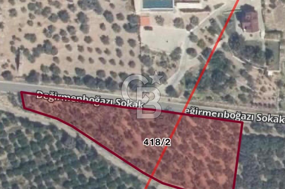 İzmir Selçuk Şirince’de Yola cepheli 4310 m2 incir bahçesi
