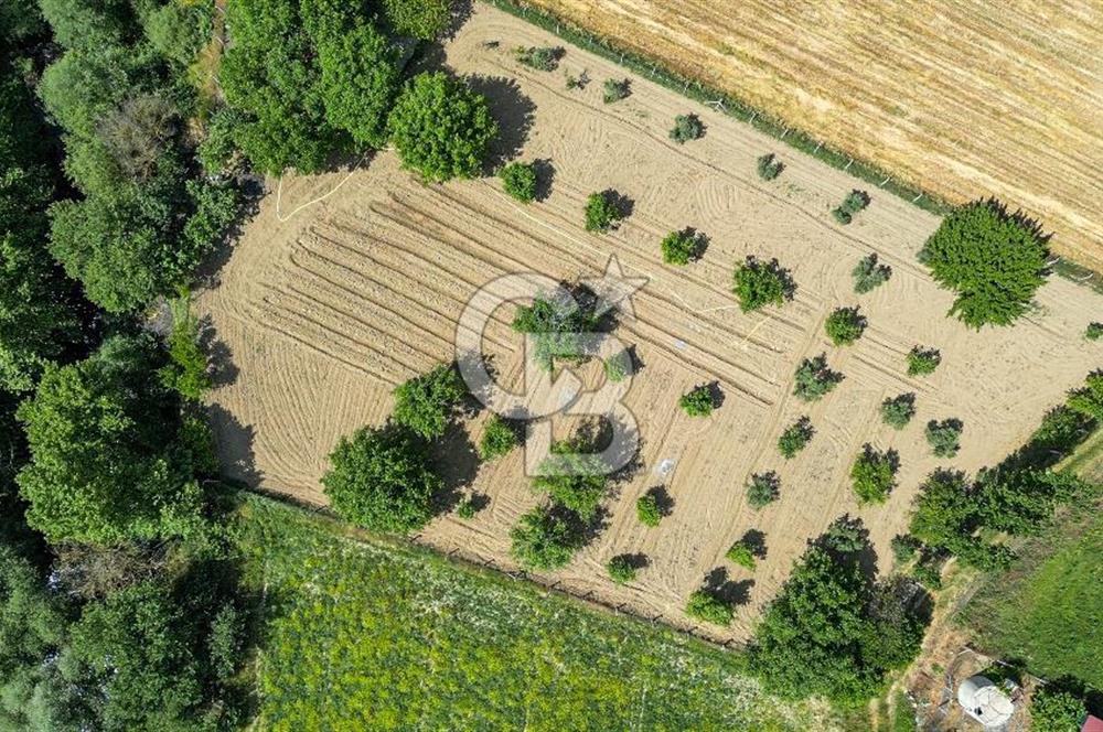 Muğla / Yatağan / Hisarardı – Aşağıova Mevkii 3.393 m2 Satılık Tarla