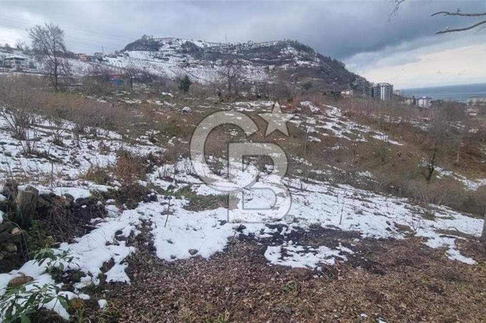 TRABZON ARSİN DE SAHİLE 1 KM DENİZ MANZARALI SATILIK ARSA