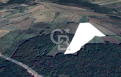 KANDIRA YUSUFÇA,KÖYE 350 MT,ORMANA CEPHE,10277 M2 MÜSTAKİL TARLA