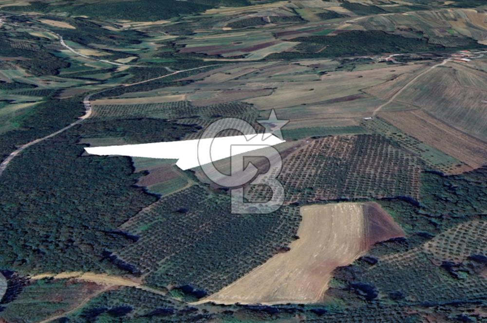 KANDIRA YUSUFÇA,KÖYE 350 MT,ORMANA CEPHE,10277 M2 MÜSTAKİL TARLA
