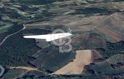 KANDIRA YUSUFÇA,KÖYE 350 MT,ORMANA CEPHE,10277 M2 MÜSTAKİL TARLA